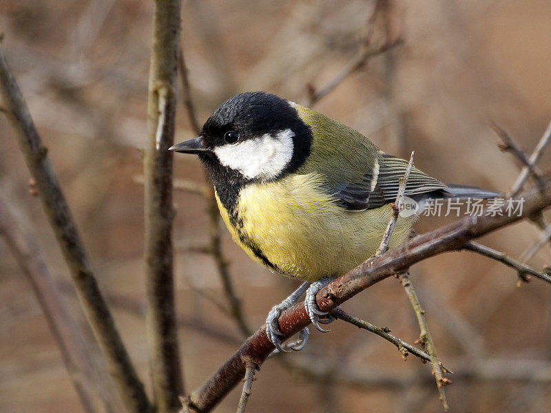 Great Tit perched on branch.